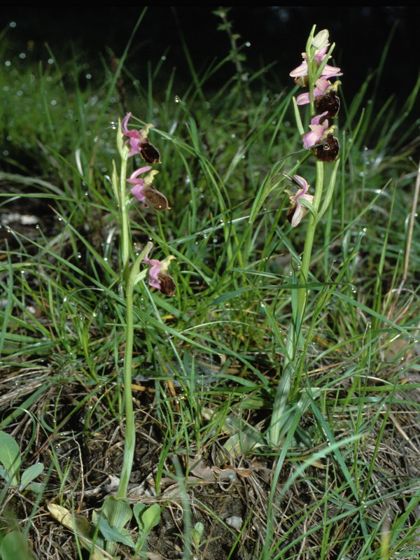 Orchidee in una villa vicino a Piediluco (Terni)